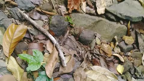 fresh water snail
