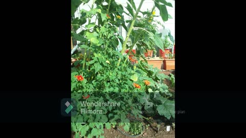 Mexican Torch Sunflower 2018