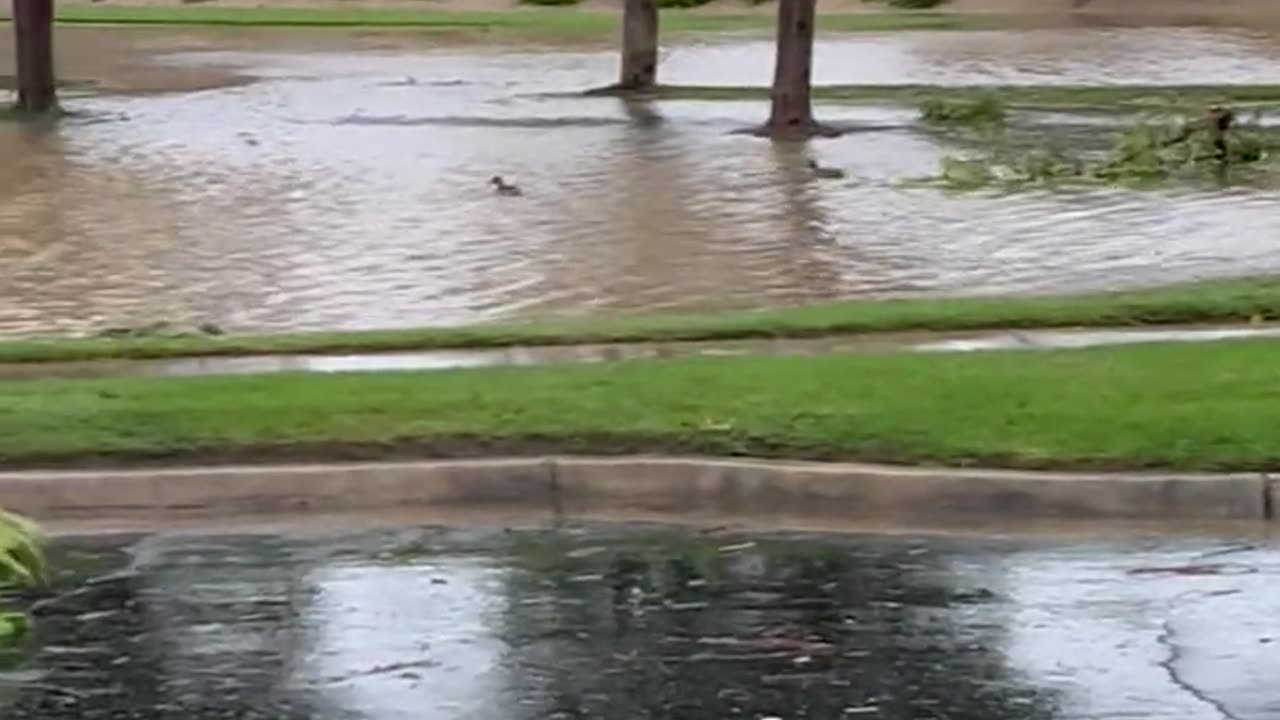 It’s here in #CoachellaValley — #HILARY even made new lake where the ducks are