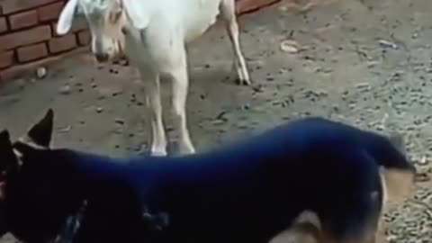 Goat and dog fight