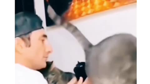 Cats fun #cats #pets #catslover #funnymoment #fun #funny #viral #shorts #viralshorts #troll