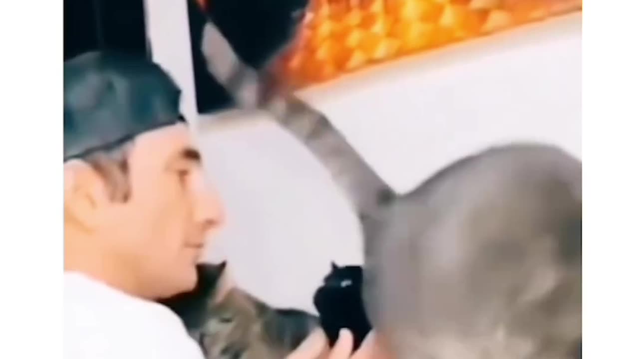 Cats fun #cats #pets #catslover #funnymoment #fun #funny #viral #shorts #viralshorts #troll
