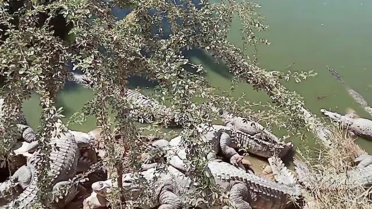 Crocodile floating under sun