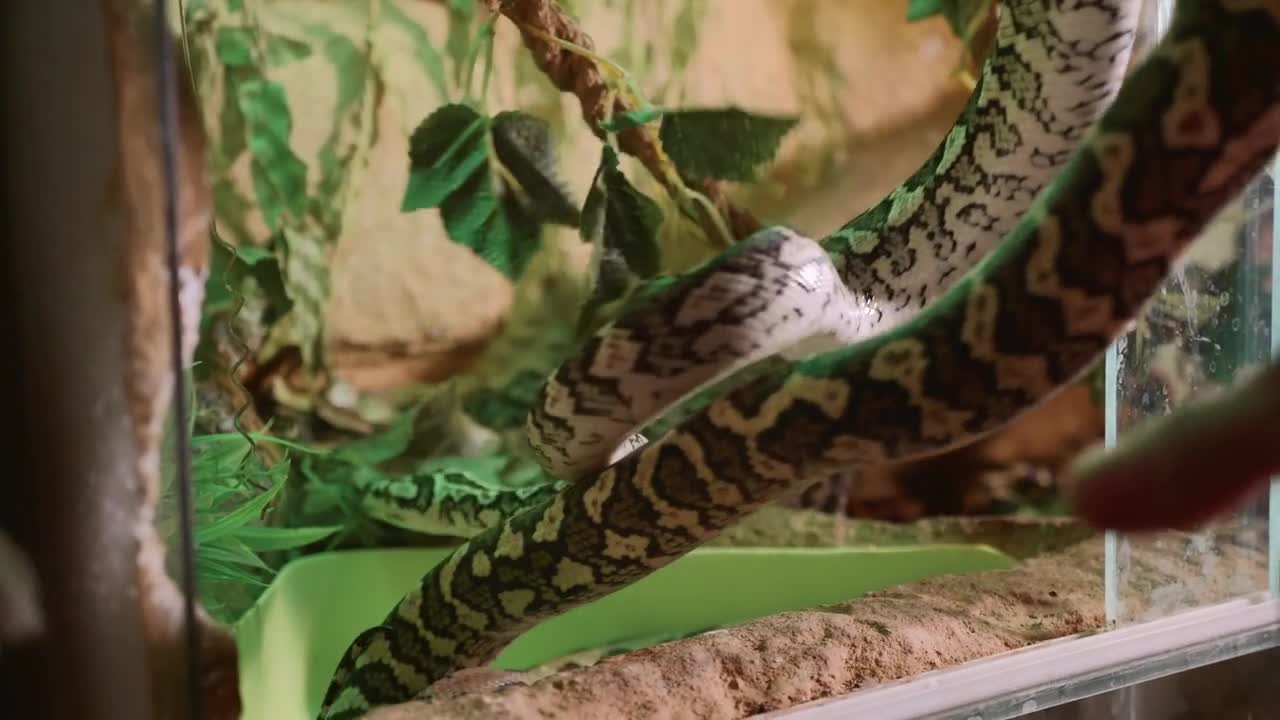 A man is slowly and carefully takes a snake from the terrarium, close-up