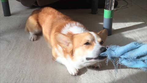 Corgi falls asleep while playing tug-of-war