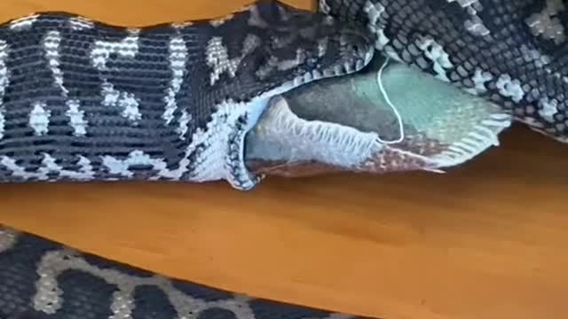 This is crazy!!! Carpet python eats dog blanket.