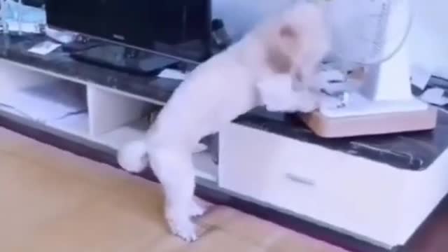 Funniest Animals - Best Of The 2022 Funny Animals Videos