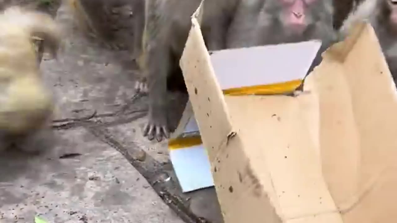 Crazy to see bread Monkey
