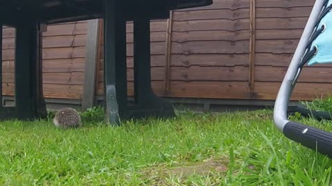 Husband Saves Hedgehog from Drain, Pls Cover up Drains