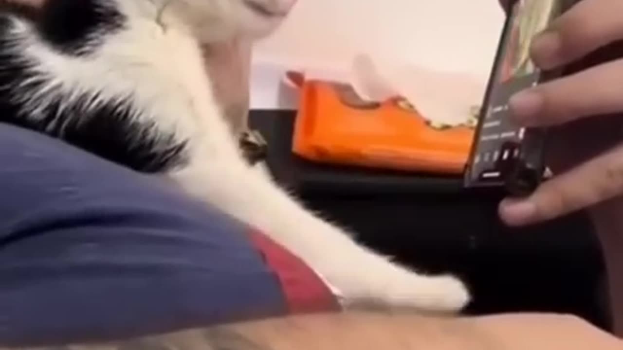 Funny cats!! Try not to laugh!!