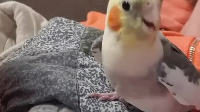 A Bird Singing !