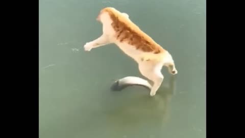 Cat Tries To Catch Fish In Water