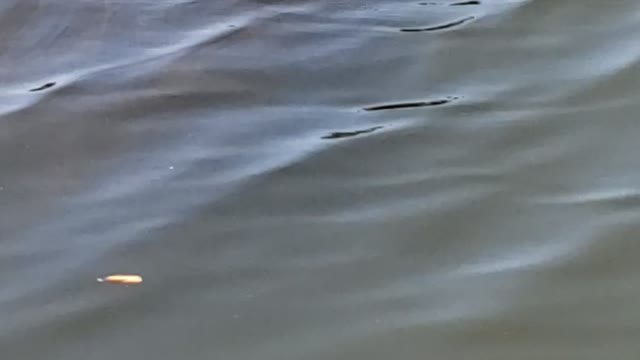 Side-by-Side Manatees