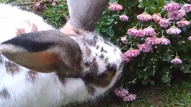 Rabbit enjoying his birthday cake 😱