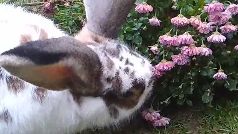 Rabbit enjoying his birthday cake 😱