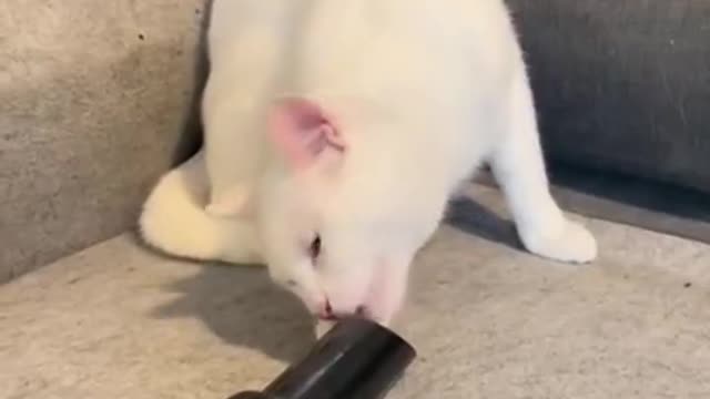 Trolling of cat
