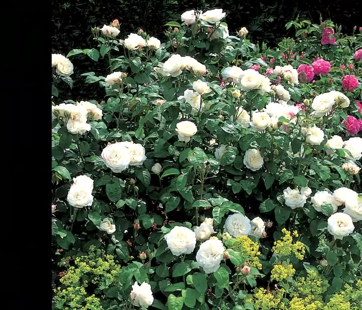 Top 10 Most Beautiful White Flowers Beautiful Flowers