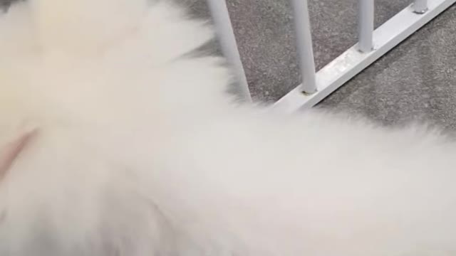 Happy time with adorable puppies-on the west side of South Korea 10
