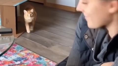 Mama Cat Takes Back Crying Kitten From Toddler