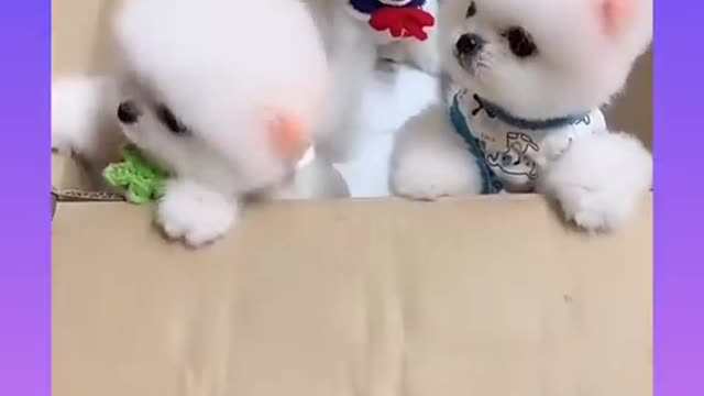 14_Cute and Funny Dog Videos Compilation