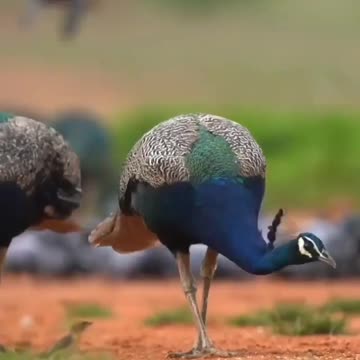 This beautiful creature gives one seed at a time and the number of seeds is usually ten or more.