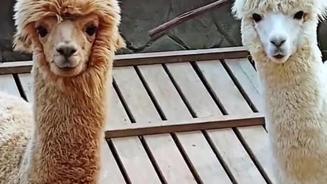 What are these two alpacas looking at? It was fascinating to watch