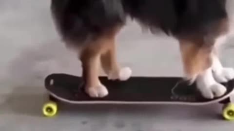 Funniest Cat And Dogs -- Funny Animal Videos 2022
