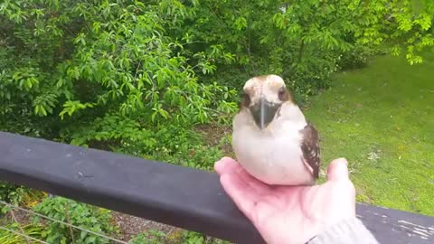 Lazy Kookaburra, so just grab it! The Learning State for animal whispering