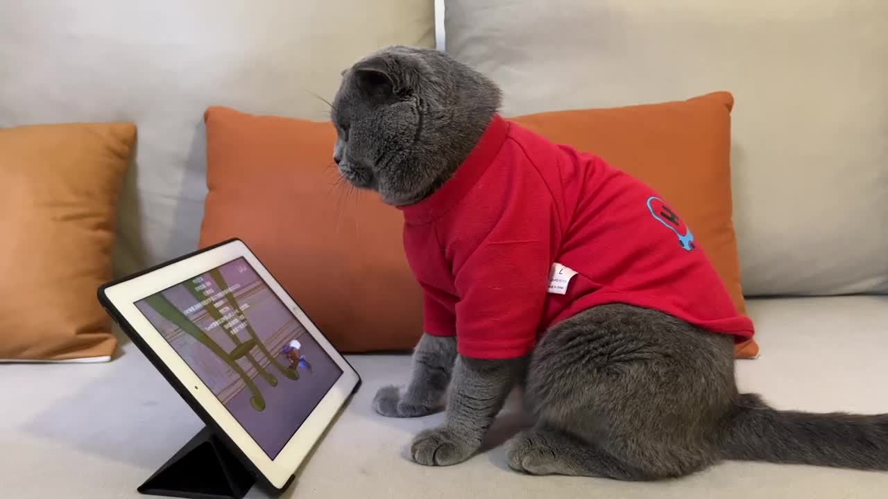 Cat watching cartoon