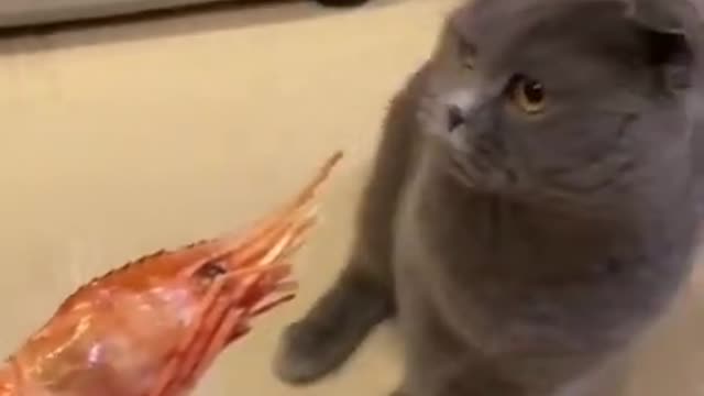 SHE DOESNT LIKE SHRIMP | FUNNY CAT | TIKTOK VIDEOS