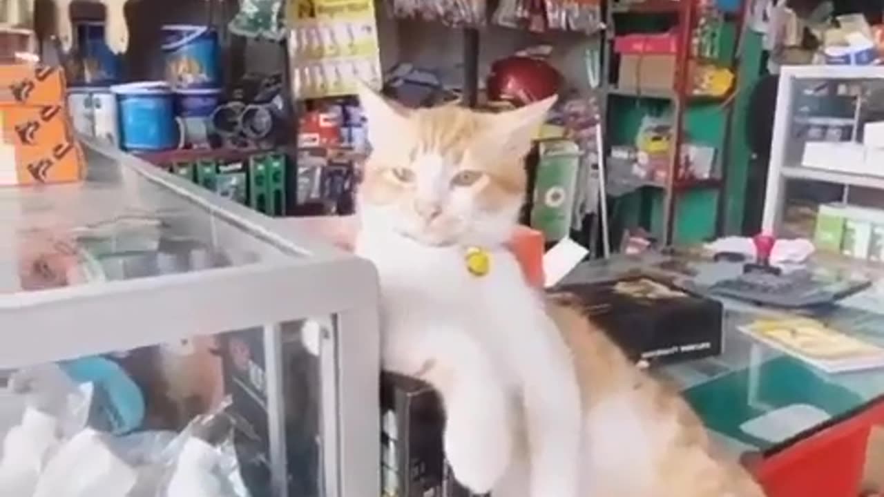 Cat funny video