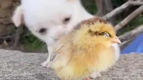 Cute puppy and chick.