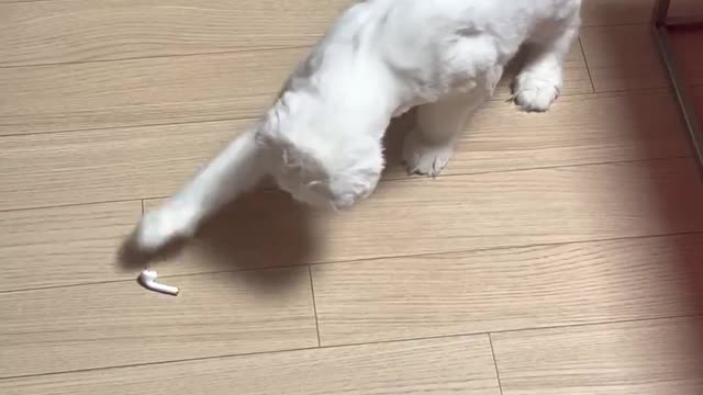 Airpods are just toys for cats