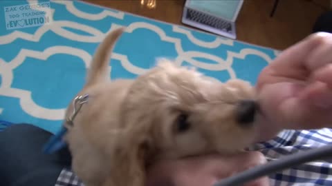 3 Easy Things to Teach your NEW PUPPY easy and simple method