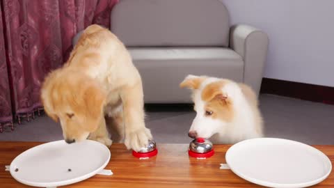 Dogs and bells, which puppy is smarter