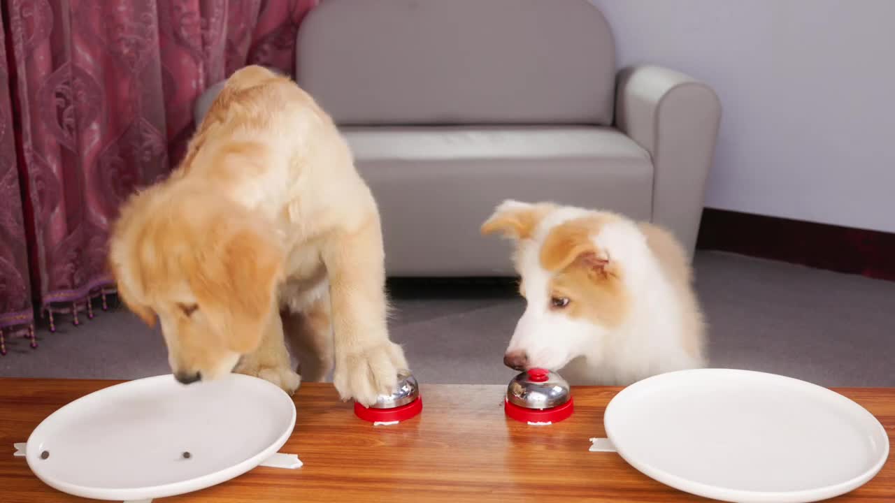 Dogs and bells, which puppy is smarter