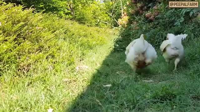 Why did a Vegan Rescue Buy Chicken