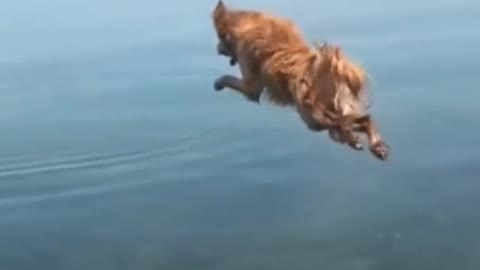 Dog 🐶🐕🐕 swimming pool 😂