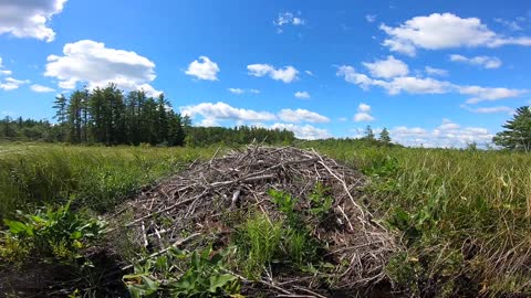 Beaver Lodge