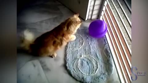 cat vs balloon