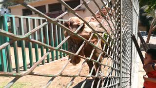 Boy Feeds Out 50 Year Old Hungry Camel