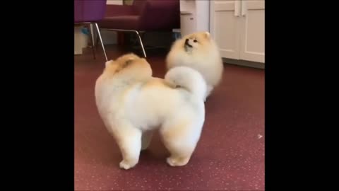 Overly Fluffy Pomeranians Being Too Cute