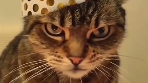 Funny cat viral videos 😍🐱❤