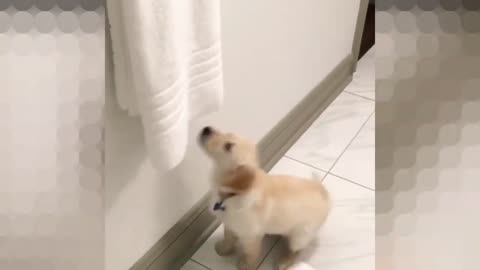 My puppy was gonna take a shower and he grabbed a towel