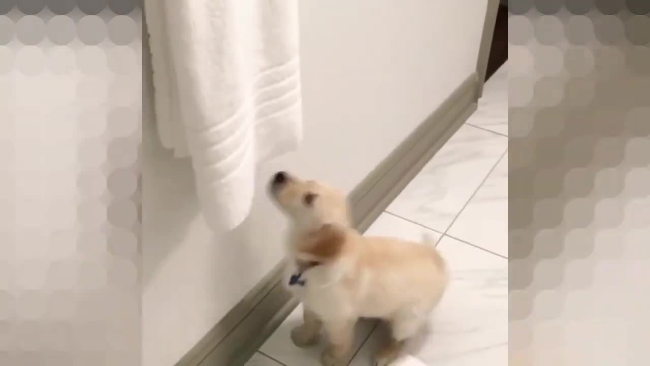 My puppy was gonna take a shower and he grabbed a towel