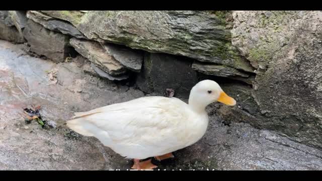 Ducks playing in the water