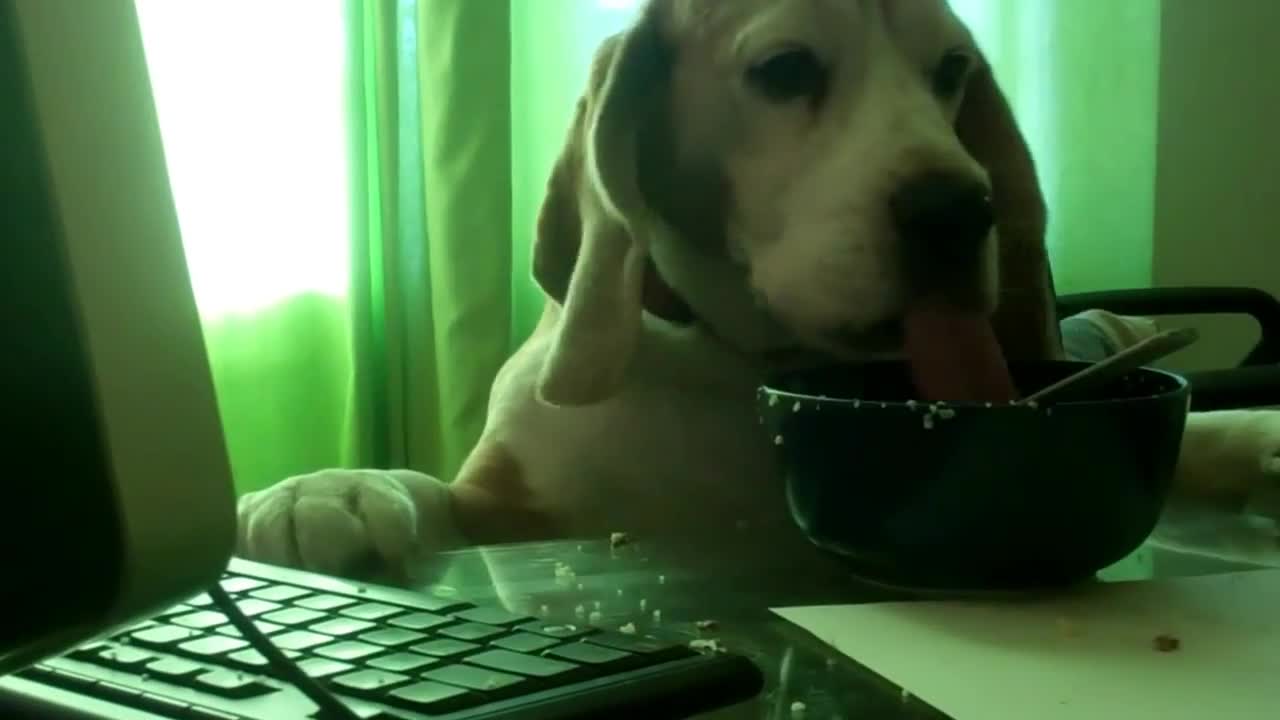 My dogs doing vaisselle