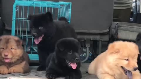 A group of puppy puppies