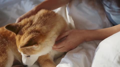 CUTE and FUNNY Munchkin Cats!