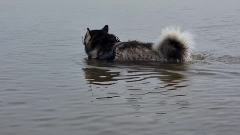 Merlin going for a swim